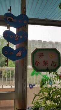 幼儿园活动区布置：自然角——开心小菜园