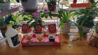 幼儿园活动区布置：自然角环境