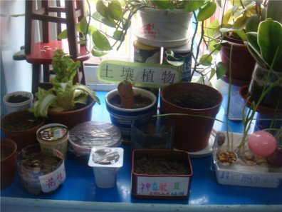 幼儿园活动区布置：自然角
