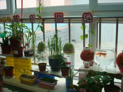 幼儿园活动区布置：自然角4
