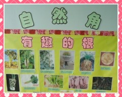 幼儿园中班活动区布置：自然角——有趣的根